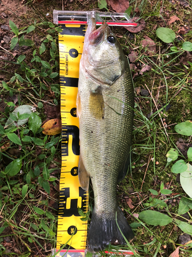 ブラックバスの釣果