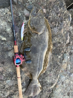 ヒラメの釣果