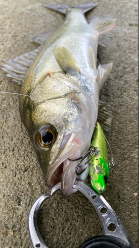 シーバスの釣果