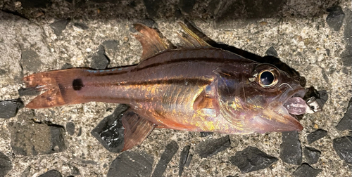 ネンブツダイの釣果