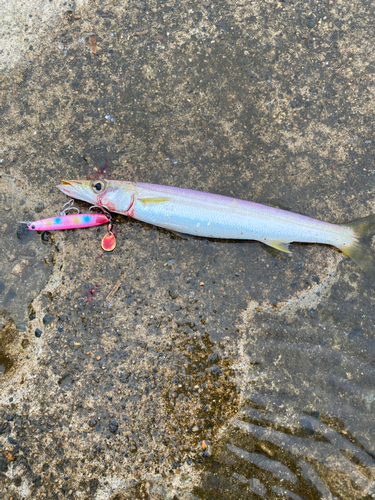 カマスの釣果