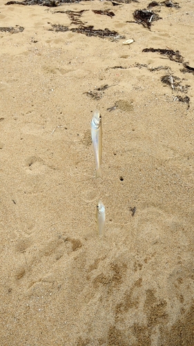 キスの釣果