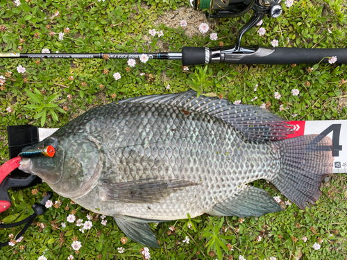 ティラピアの釣果