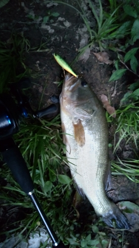 ブラックバスの釣果