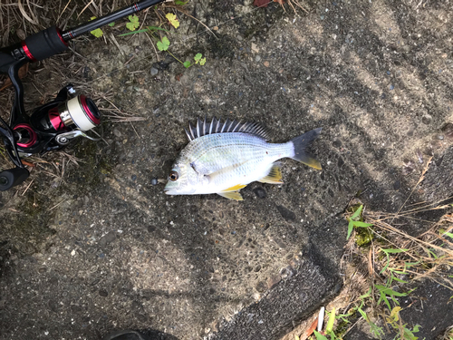 メイタの釣果