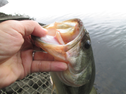 ラージマウスバスの釣果