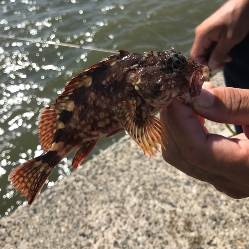 ガシラの釣果