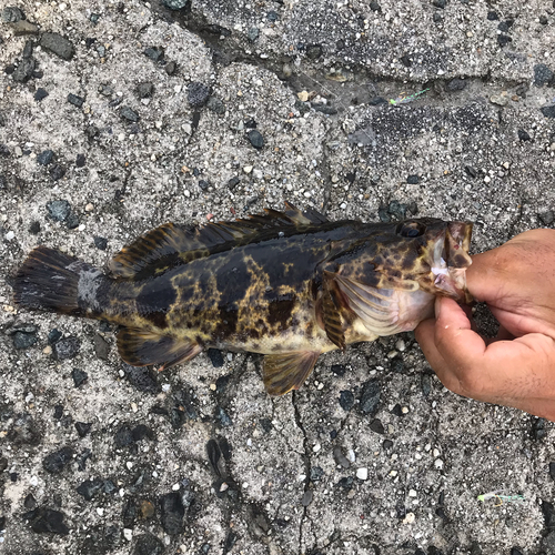 タケノコメバルの釣果