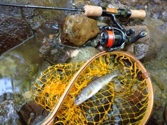 イワナの釣果