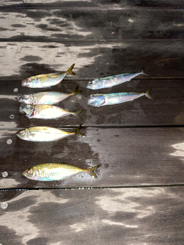 アジの釣果