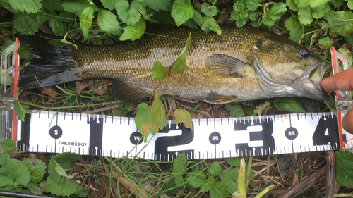 スモールマウスバスの釣果