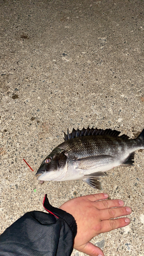 クロダイの釣果