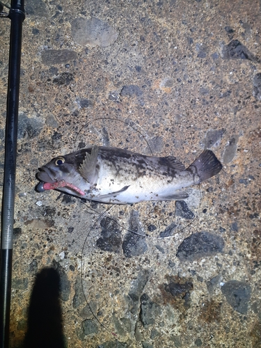 ソイの釣果