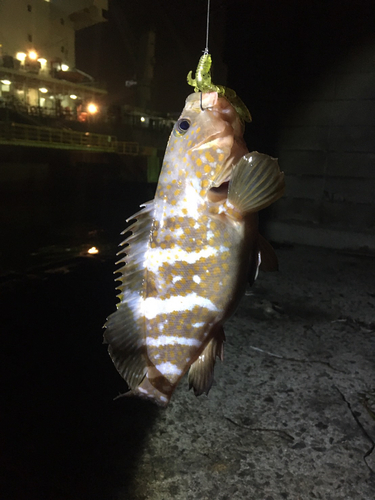 アコウの釣果