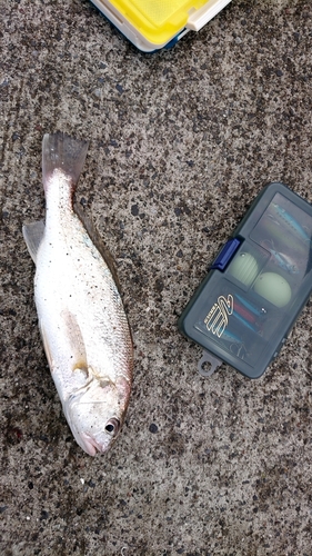 イシモチの釣果