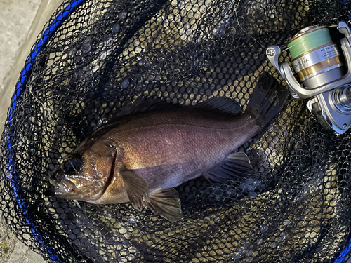 クロメバルの釣果