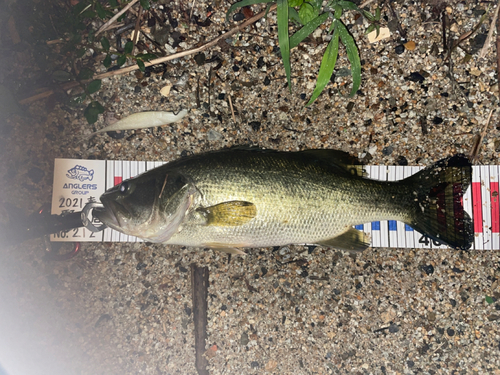 ブラックバスの釣果