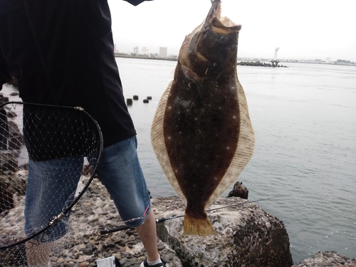 ヒラメの釣果