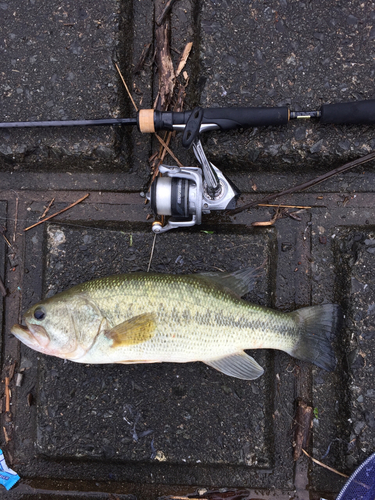 ラージマウスバスの釣果