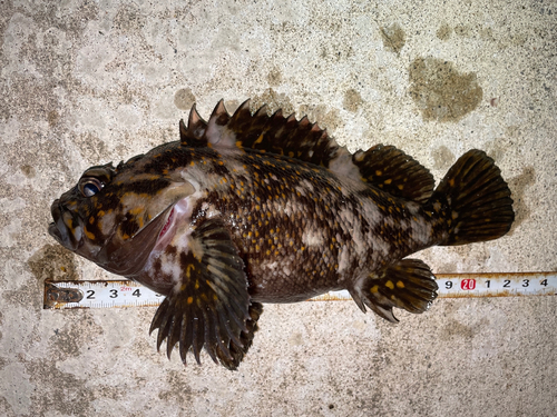 オウゴンムラソイの釣果