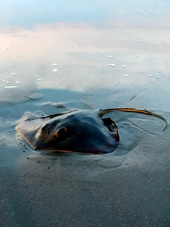 アカエイの釣果