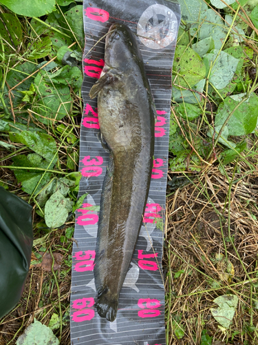 マナマズの釣果