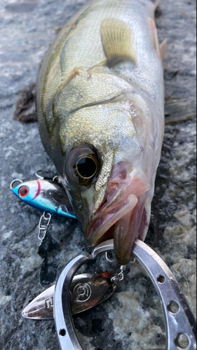 シーバスの釣果