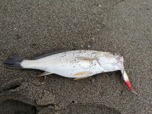 イシモチの釣果