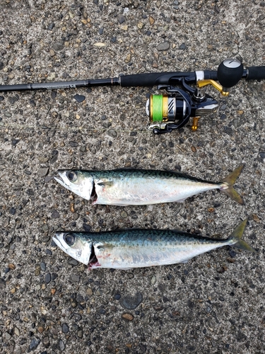 サバの釣果