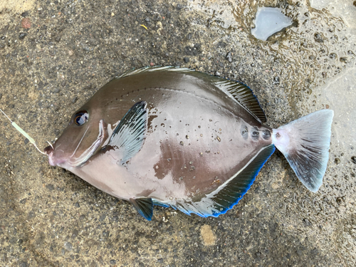 ニザダイの釣果