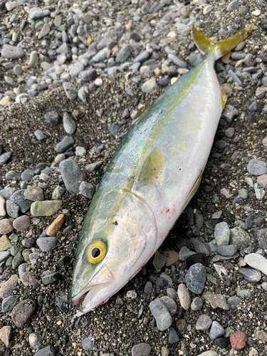 ワカシの釣果