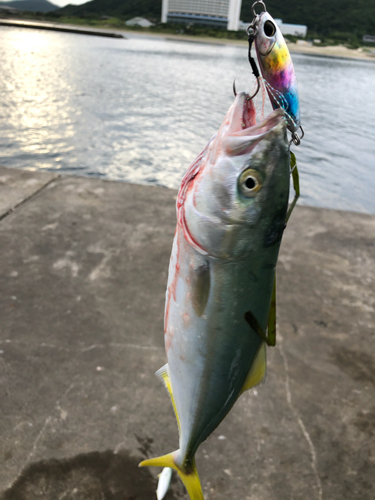 ツバスの釣果