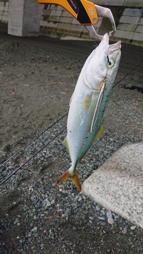 ワカシの釣果