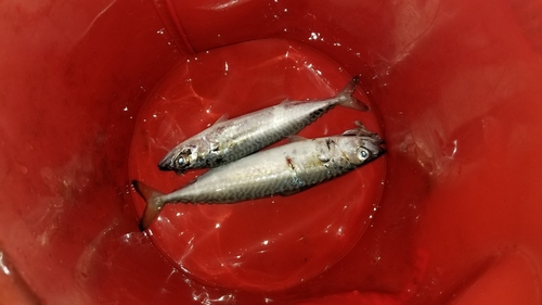 マサバの釣果