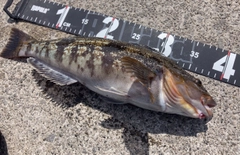 アイナメの釣果