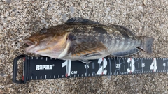 アイナメの釣果