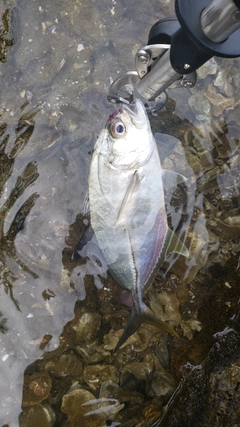 メッキの釣果