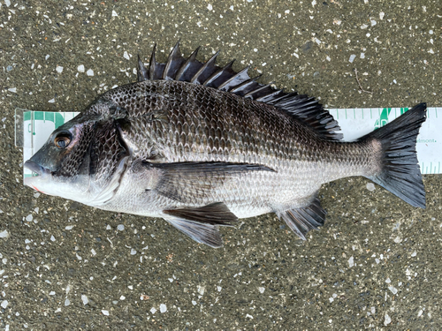 クロダイの釣果