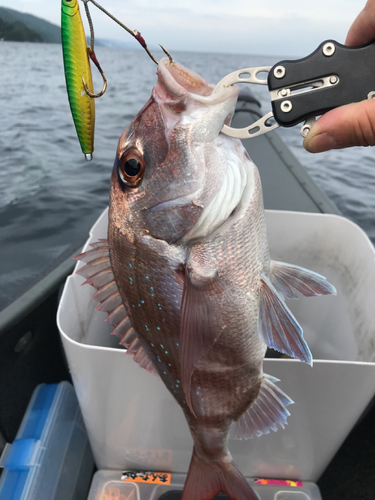 タイの釣果