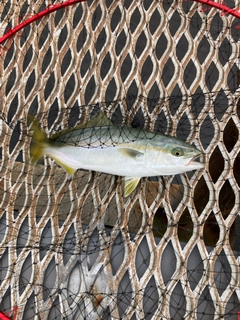 ワカシの釣果