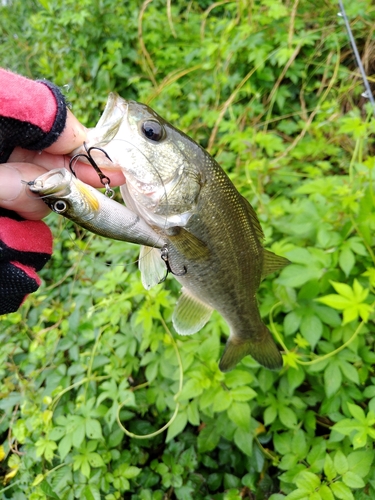 ブラックバスの釣果