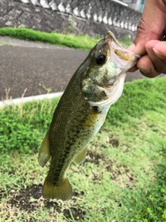 ラージマウスバスの釣果