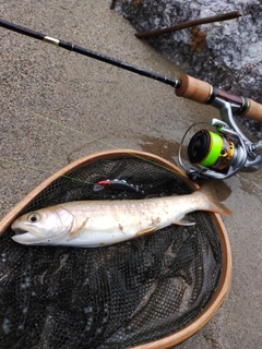 イワナの釣果