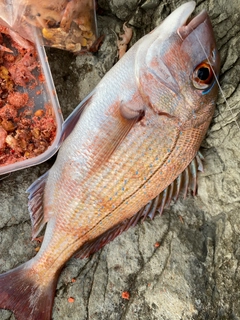 マダイの釣果