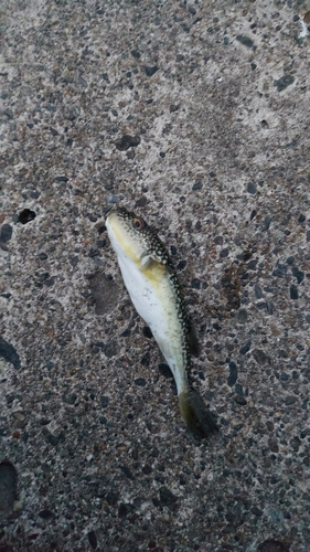 シタビラメの釣果