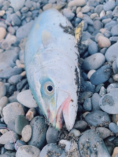 イナダの釣果