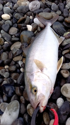 シオの釣果