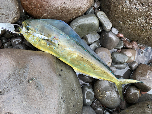 シイラの釣果