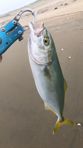 ワカシの釣果