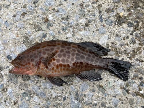 オオモンハタの釣果